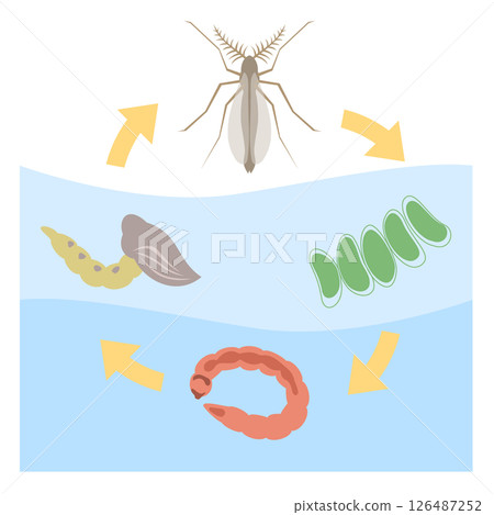 搖蚊生命週期 搖蚊生命週期 126487252