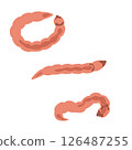 Larva of Musca 126487255