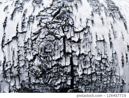 close-up background birch bark black and white. Pattern of the Silver Birch bark. close-up background birch bark black and white. Pattern of the Silver Birch bark. 126487719