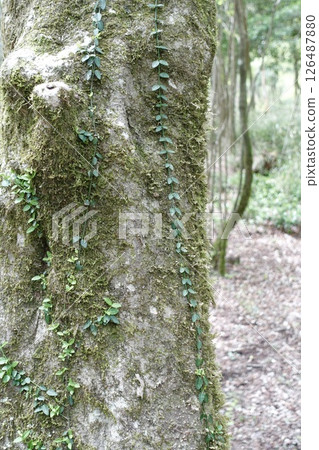 用常春藤和青苔蓋的樹幹 用常春藤和青苔蓋的樹幹 126487880