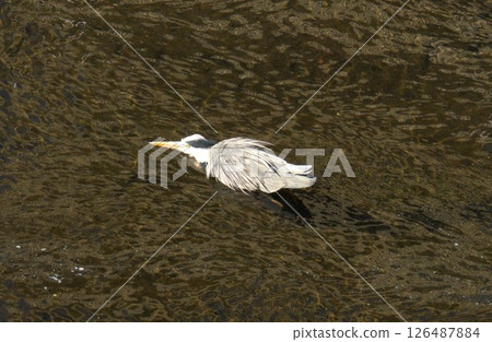 蒼鷺瞄準獵物 蒼鷺瞄準獵物 126487884