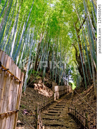 與竹林的風景 126488045