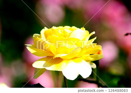 Yellow rose 126488083