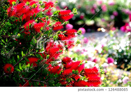 Red flower	 126488085