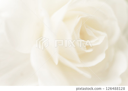 玫瑰/花瓣背景素材 126488128