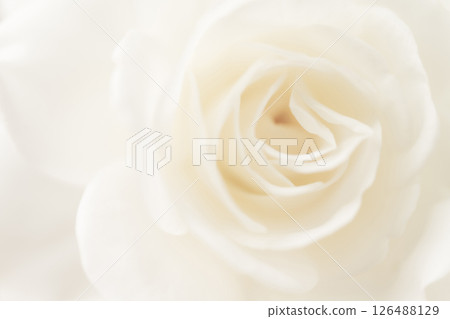 玫瑰/花瓣背景素材 玫瑰/花瓣背景素材 126488129