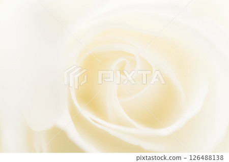 玫瑰/花瓣背景素材 126488138