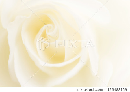 玫瑰/花瓣背景素材 126488139