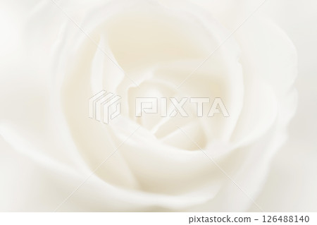 Rose/petal background material 126488140