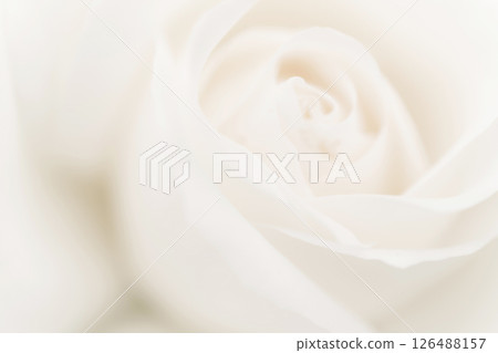 玫瑰/花瓣背景素材 126488157