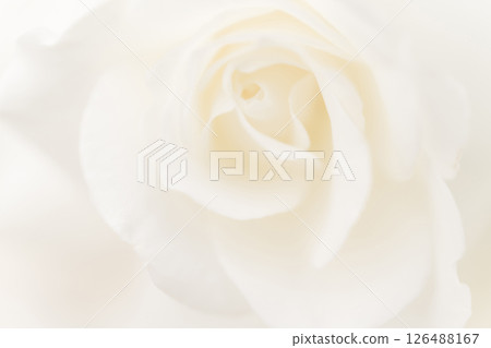 玫瑰/花瓣背景素材 126488167