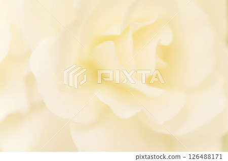 玫瑰/花瓣背景素材 玫瑰/花瓣背景素材 126488171