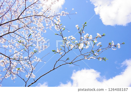 Cherry blossoms in full bloom shining in the blue sky Cherry blossoms in full bloom shining in the blue sky 126488187