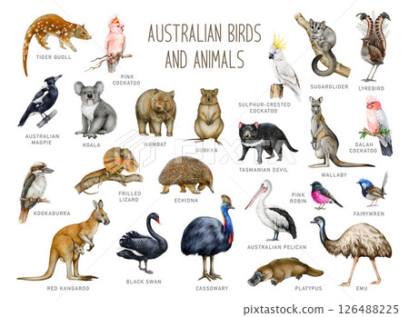 Australia animal and bird with names watercolor illustration set. Hand drawn kangaroo, koala, kookaburra, echidna, platypus, cassowary, wombat isolated. Australia native wildlife painted collection Australia animal and bird with names watercolor illustration set. Hand drawn kangaroo, koala, kookaburra, echidna, platypus, cassowary, wombat isolated. Australia native wildlife painted collection 126488225