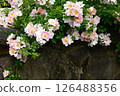 盛開的攀緣玫瑰 126488356