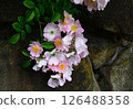 盛開的攀緣玫瑰 126488358