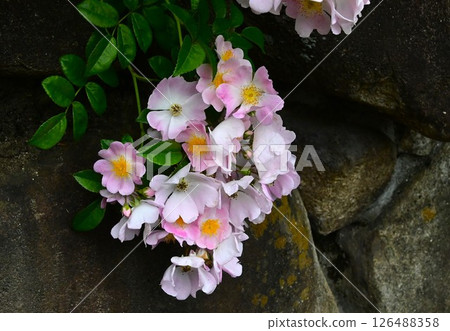 盛開的攀緣玫瑰 126488358