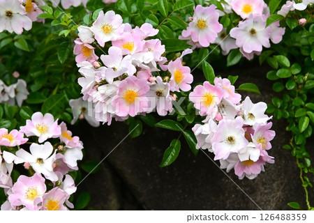 盛開的攀緣玫瑰 盛開的攀緣玫瑰 126488359