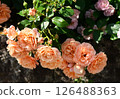 盛開的攀緣玫瑰 126488363