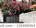 盛開的攀緣玫瑰 126488364