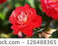 燦爛的玫瑰 126488365