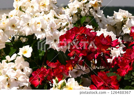 Blooming climbing roses 126488367