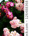 盛開的攀緣玫瑰 126488368