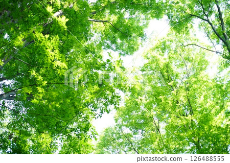 被綠樹環繞的圖片 126488555