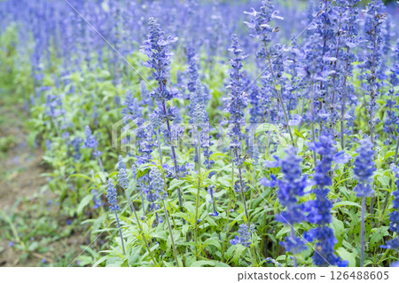 Beautiful blue sulvia flowers in the garden 126488605