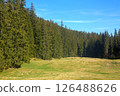 Forest Meadow with Pine Trees and Blue Sky 126488626