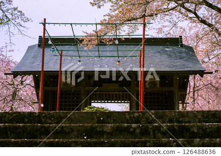 [Choushoji Temple] Cherry blossom snowstorm and Niomon Gate [Nagano City, Shinsara Town] 126488636