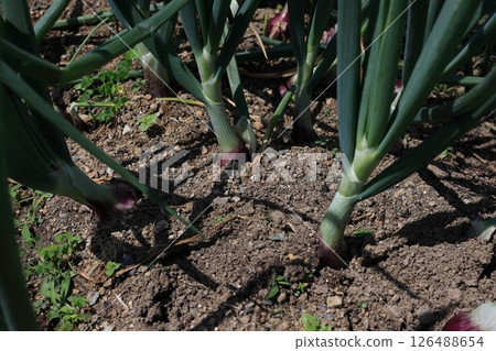 沙拉洋蔥 沙拉洋蔥 126488654