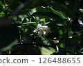 Mandarin orange flowers 126488655