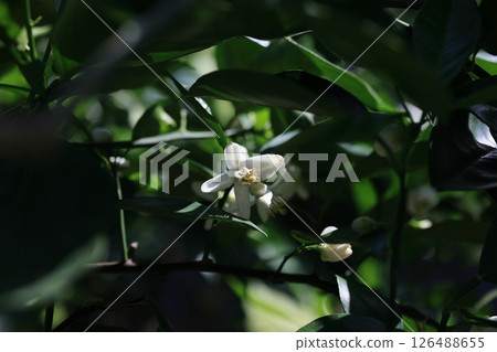 橘子花 橘子花 126488655