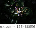 Lemon Flower 126488656