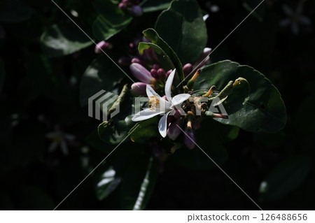 檸檬花 檸檬花 126488656