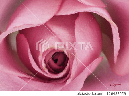 Beautiful pink roses close up from directly above Beautiful pink roses close up from directly above 126488659