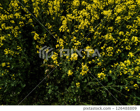 Flowering canola background Flowering canola background 126488809
