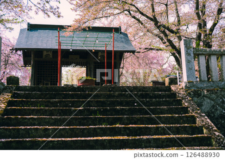 [Choushoji Temple] Cherry blossom snowstorm and Niomon Gate [Nagano City, Shinsara Town] 126488930