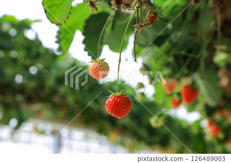 紅色成熟可愛的草莓 紅色成熟可愛的草莓 126489003