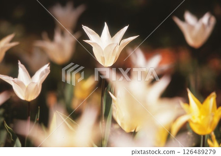 White tulip at Yokohama Park White tulip at Yokohama Park 126489279