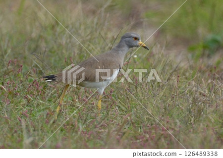 克里尋找食物 126489338