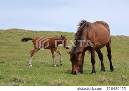 A mother and her wild horses living on Cape Toi 126489455
