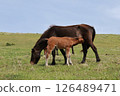 A mother and her wild horses living on Cape Toi 126489471