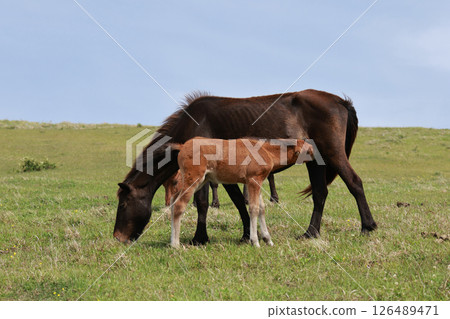 A mother and her wild horses living on Cape Toi 126489471