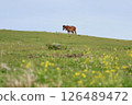 A mother and her wild horses living on Cape Toi 126489472