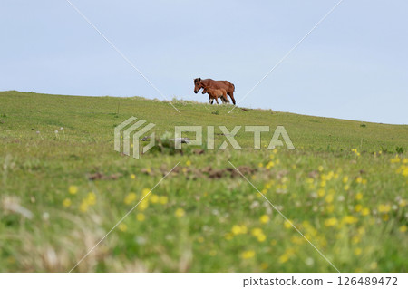 A mother and her wild horses living on Cape Toi 126489472