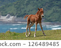A Misaki horse foal living on Cape Toi 126489485