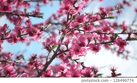 Peach Blossoms Spring Flowers Tree Branches - Close-up of pink blossoms on a tree branch against a blue sky in spring. 126490774