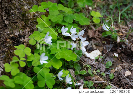 Wood Sorrel Flowers Forest Spring Wood Sorrel Flowers Forest Spring 126490808